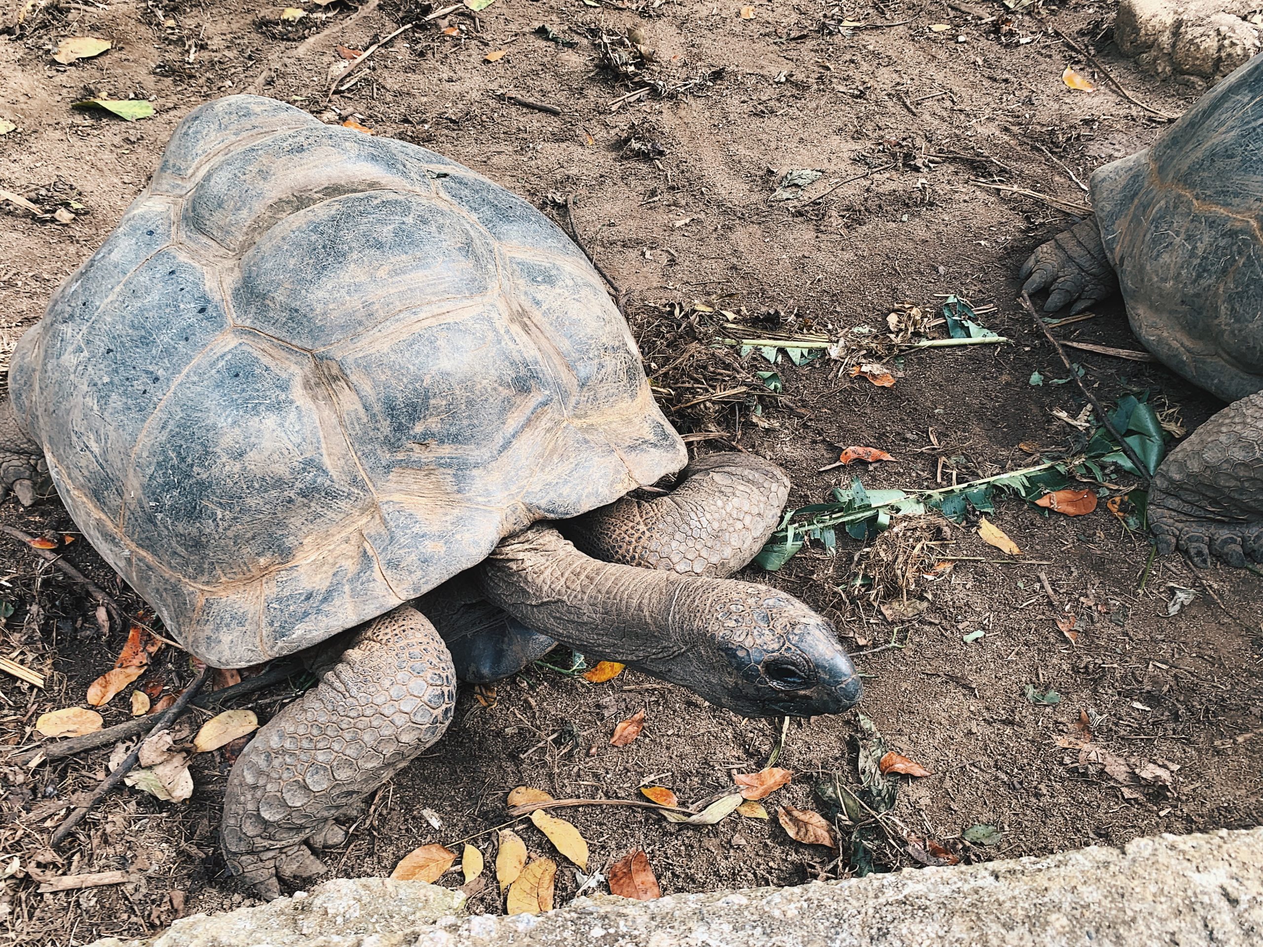 Riesenschildkröte Seychellen